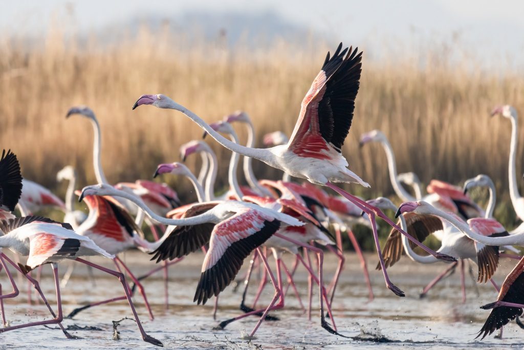 Flamingot, simboli i lëvizjes
